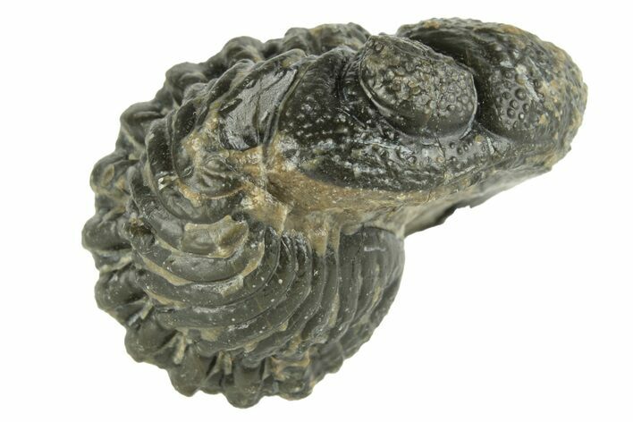 Long Enrolled Morocops Trilobite - Morocco #252749